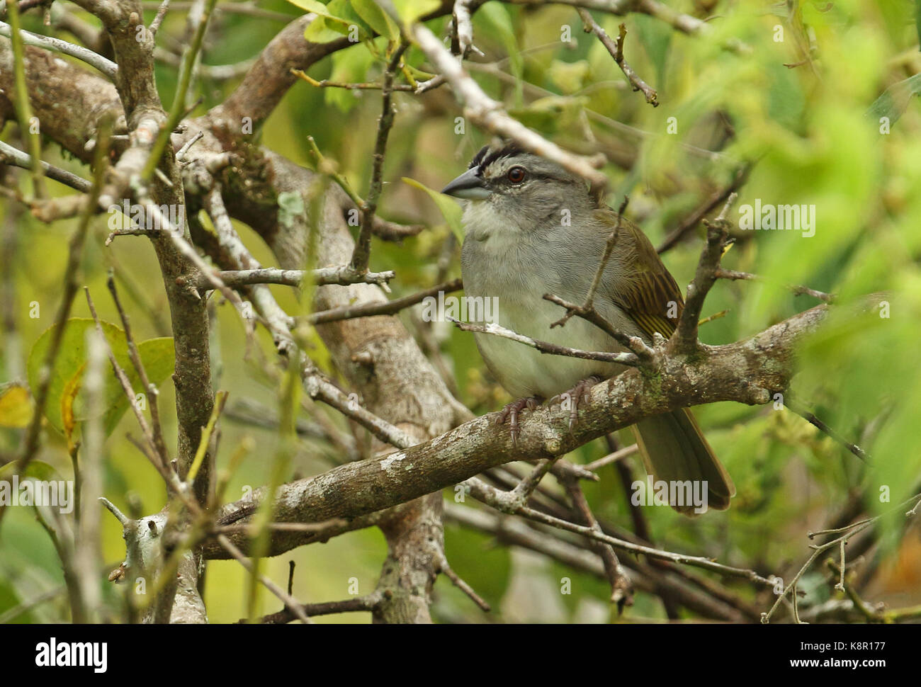 Schwarz-gestreifte Sparrow (Arremonops conirostris) Erwachsenen auf dem Zweig Tuneles, Kolumbien November gehockt Stockfoto