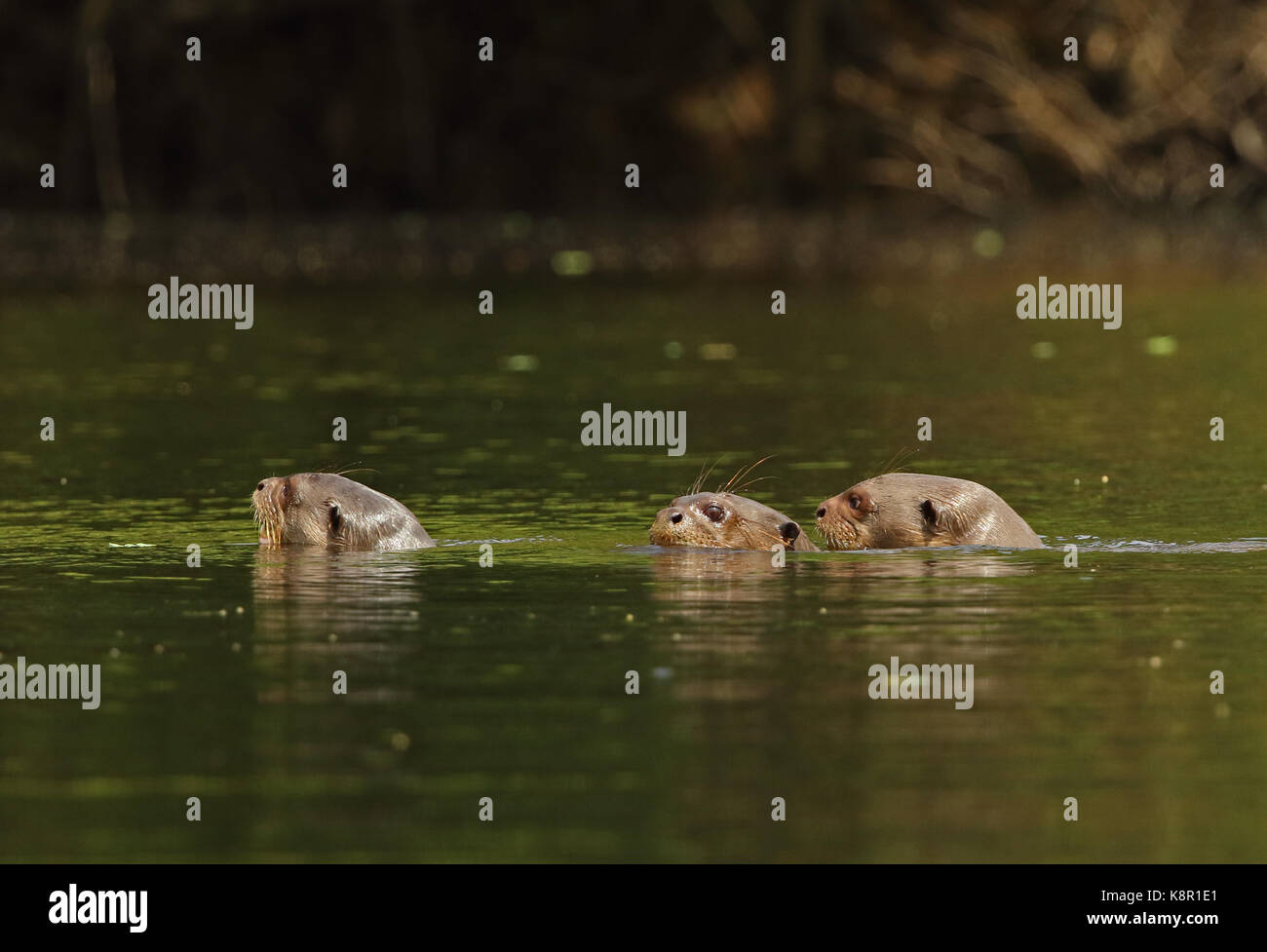 Riesenotter (Pteronura brasiliensis) drei Erwachsene schwimmen im Fluss Inirida, Kolumbien November Stockfoto