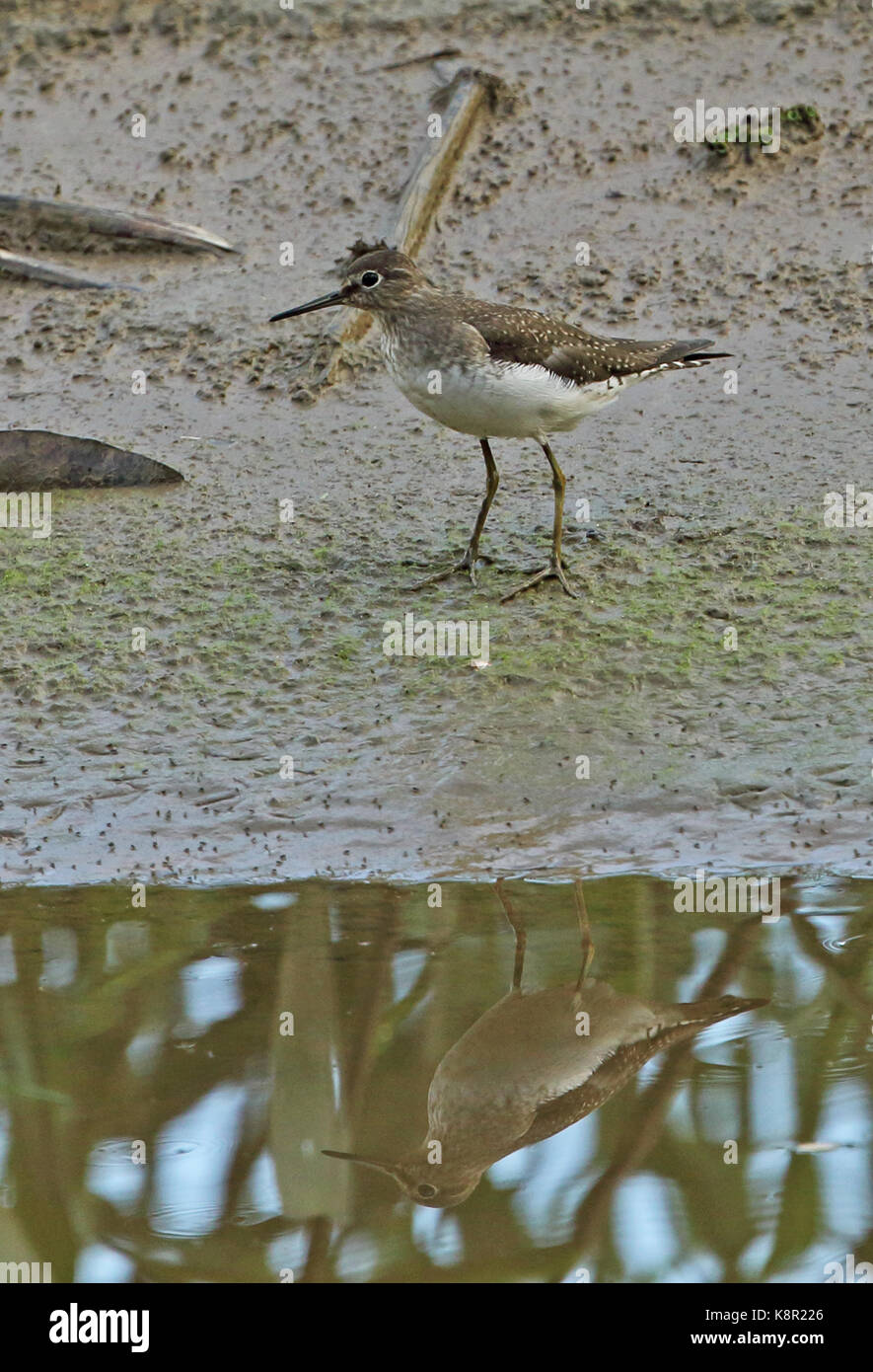 Einsame Sandpiper (Tringa solitaria) Erwachsenen auf dem Watt mit Reflexion von San José del Guaviare, Kolumbien November Stockfoto