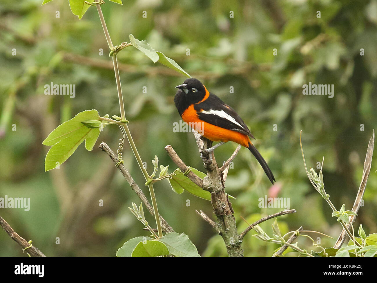 Venezolanische Troupial (Ikterus Ikterus) Erwachsenen auf dem Zweig Bogota, Kolumbien November gehockt Stockfoto