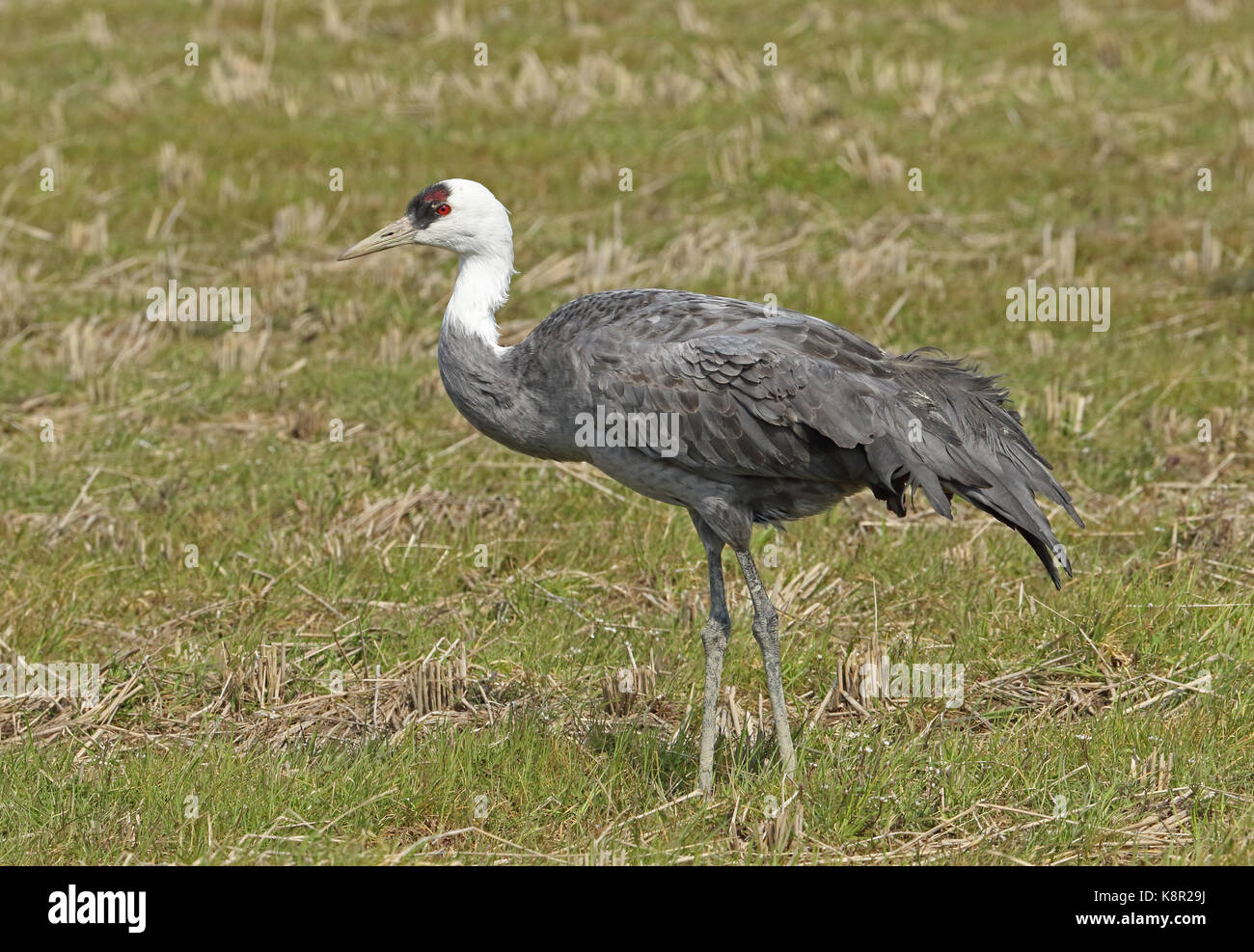 Hooded Crane (Grus monacha) Erwachsenen stehen im stoppel Feld Arasaki, Kyushu, Japan März Stockfoto