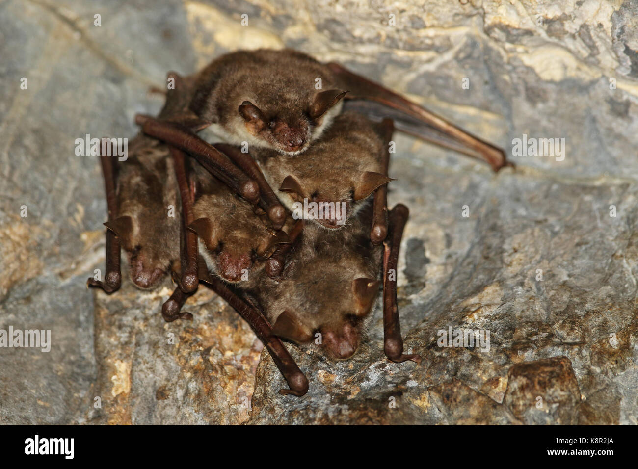 Mehr Mouse-eared Bat (Myotis myotis) Erwachsene Rastplätze in der Bohrung im verlassenen Eisenbahntunnel Dach Cvaljina Dorf, Popovo polje Karstgebiet, Herzegov Stockfoto
