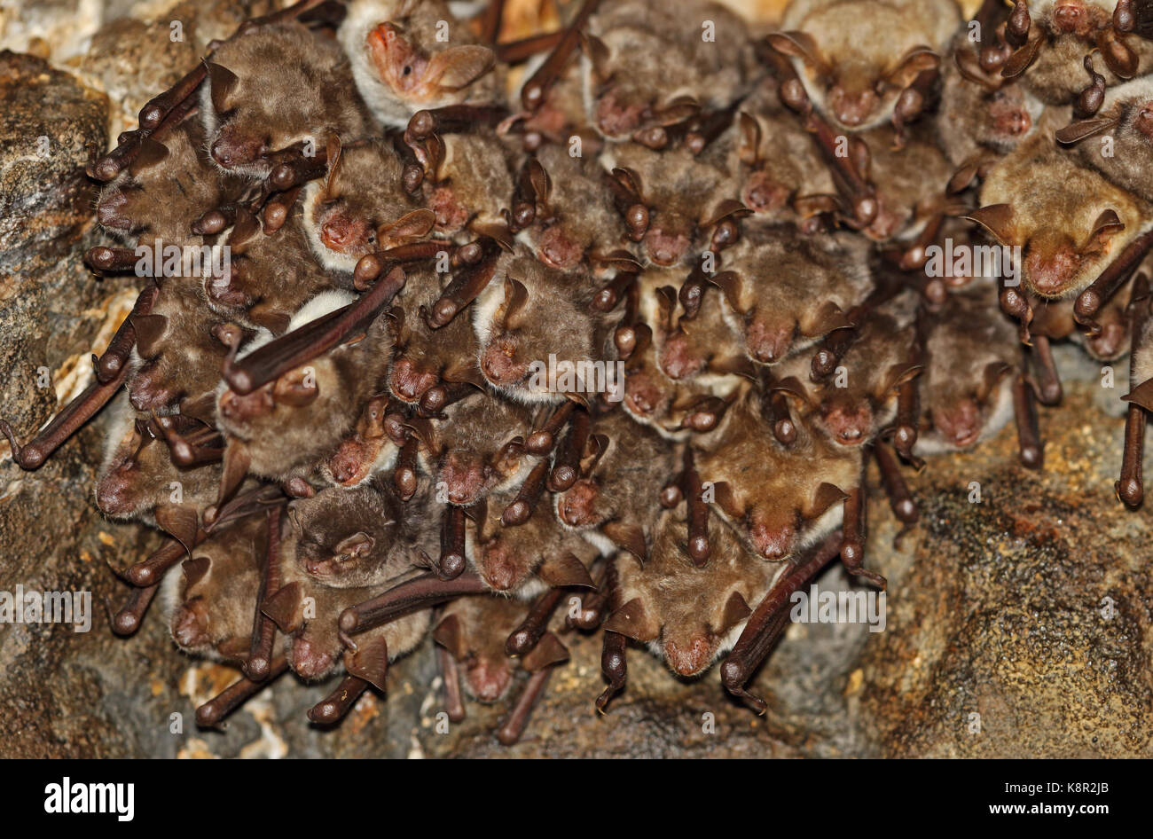 Mehr Mouse-eared Bat (Myotis myotis) Erwachsene Rastplätze in der Bohrung im verlassenen Eisenbahntunnel Dach, eins mit parasitären Fliege auf Kopf Cvaljina Dorf, Po Stockfoto
