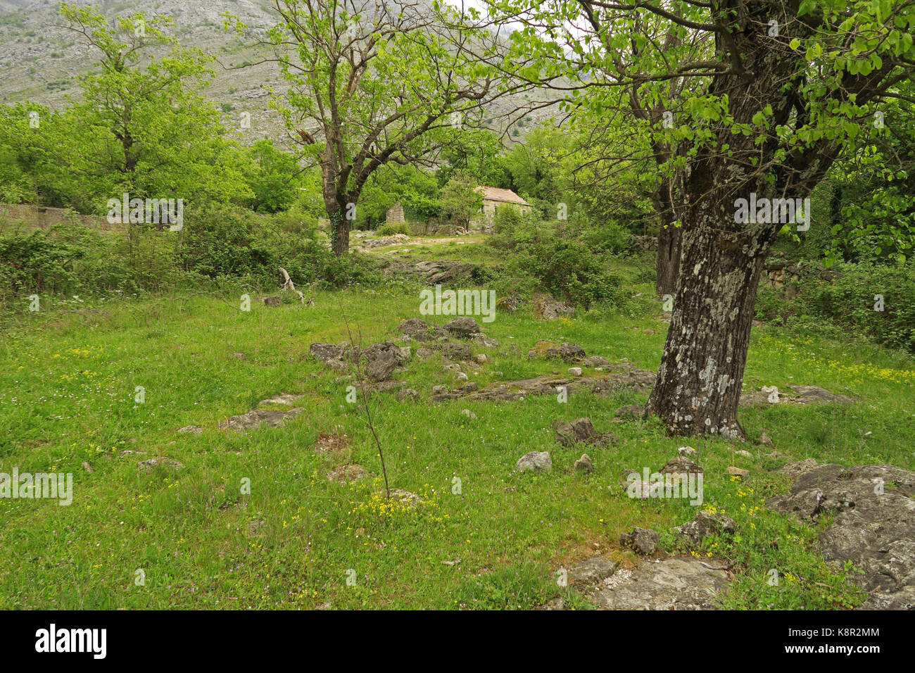 Adandoned überwucherten Hof Popovo polje Karstgebiet, Herzegowina, Bosnien und Herzegowina April Stockfoto