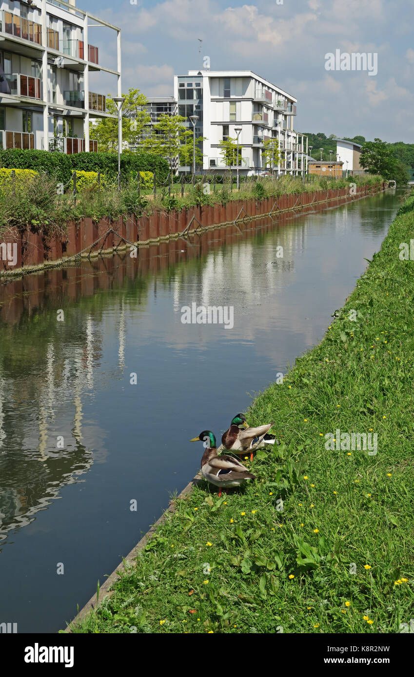 Blick entlang der Neuen Fluss mit zwei Erpel Stockente (Anas platyrhynchos) auf Bank Holz Grün, Haringey, London Mai Stockfoto