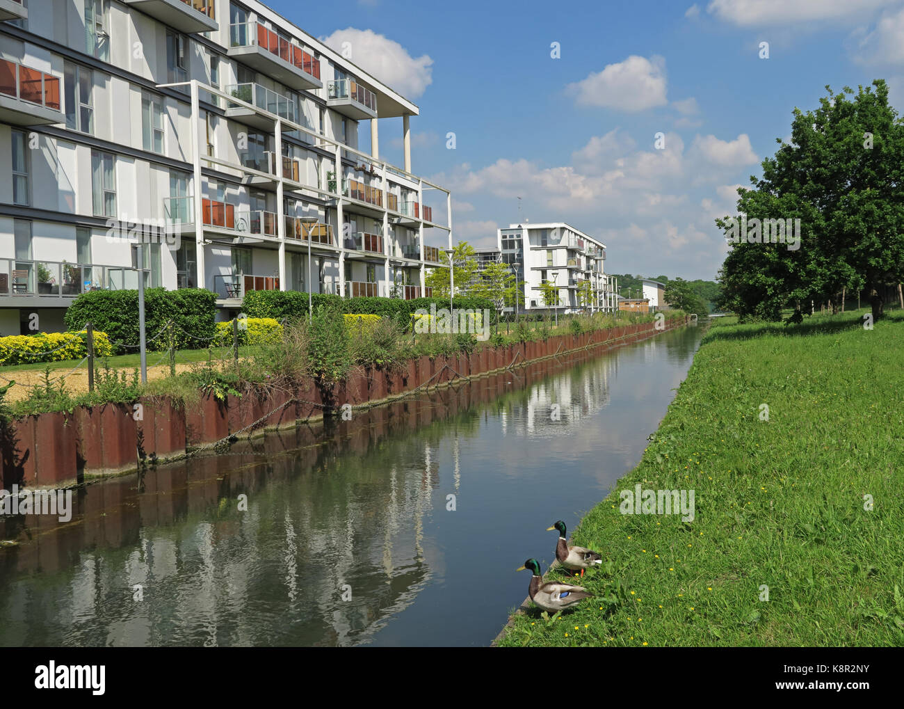 Blick entlang der Neuen Fluss mit zwei Erpel Stockente (Anas platyrhynchos) auf Bank Holz Grün, Haringey, London Mai Stockfoto