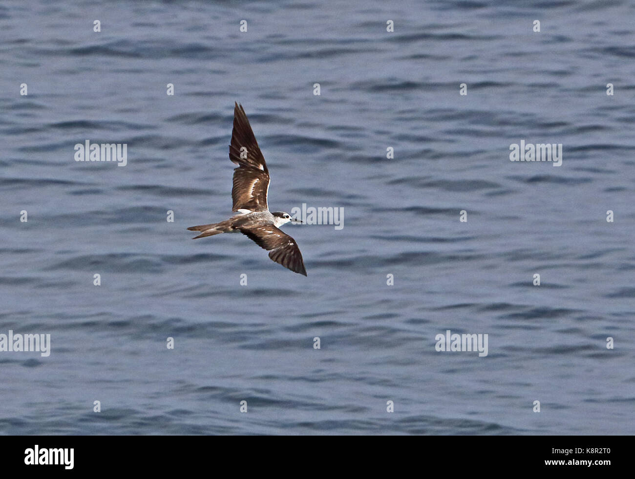 Gezügelte Tern (Onychoprion anaethetus anaethetus) Unreife im Flug Christmas Island, Australien Juli Stockfoto