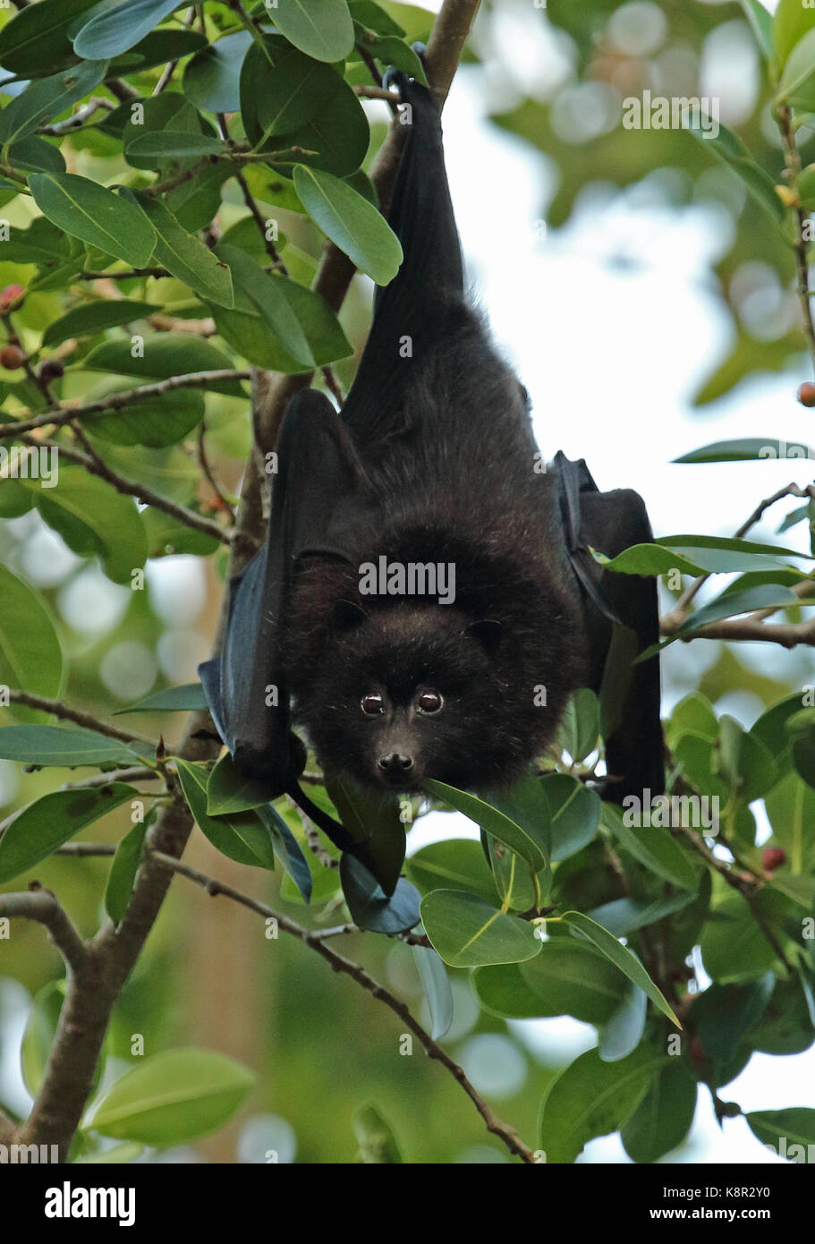 Pteropus melanotus natalis Fotos und Bildmaterial in hoher Auflösung