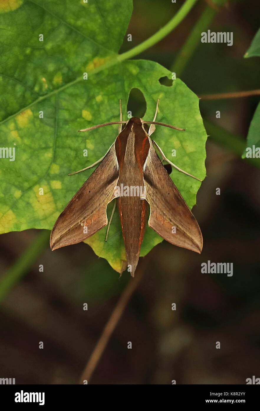 Blass gestreift Hawk-moth (Hippotion boerhaviae) Erwachsenen auf Blatt, wahrscheinlich zuerst für die Insel Christmas Island, Australien Juli Stockfoto