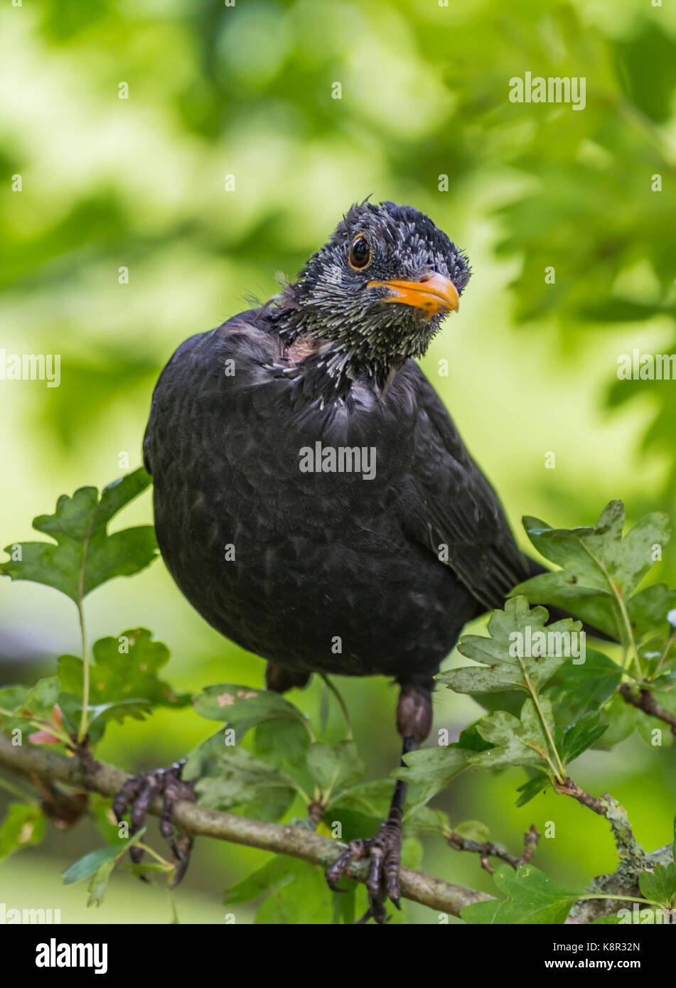 Blackbird in einem Baum. Männliche gemeinsame Blackbird, möglicherweise ein Jugendlicher (Turdus merula) hocken in einem Baum im frühen Herbst in Großbritannien. Blackbird portrait. Stockfoto