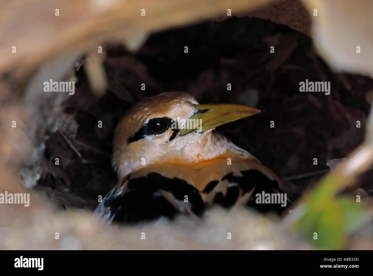 White-tailed Tropicbird (Phaethon lepturus Fulvus) Erwachsenen sitzen auf ordentlich in Baum hohl "Goldenen Bootsmann "Christmas Island, Australien Stockfoto