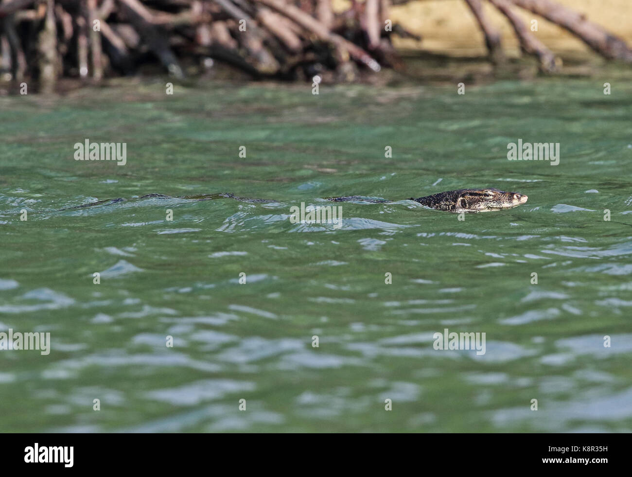 Asiatische Wasser Monitor (Varanus Salvator) Erwachsenen Schwimmen im Meer Bali Barat NP, Bali, Indonesien Juli Stockfoto