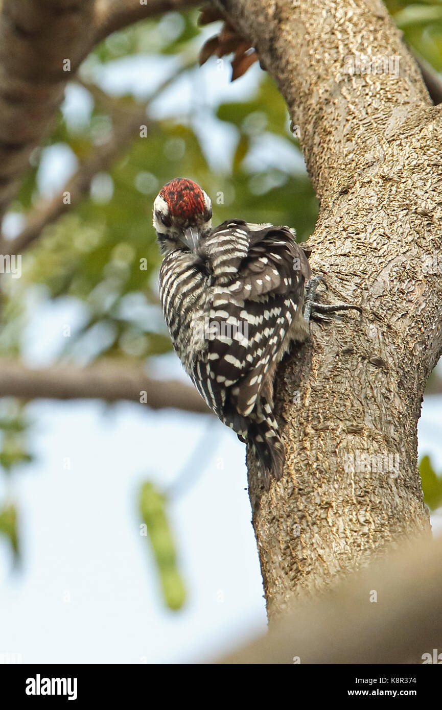 Freckle-breasted Specht (Dendrocopos analis Analis) männliche Festhalten an Baumstamm putzen Jakarta, Java, Indonesien Juli Stockfoto