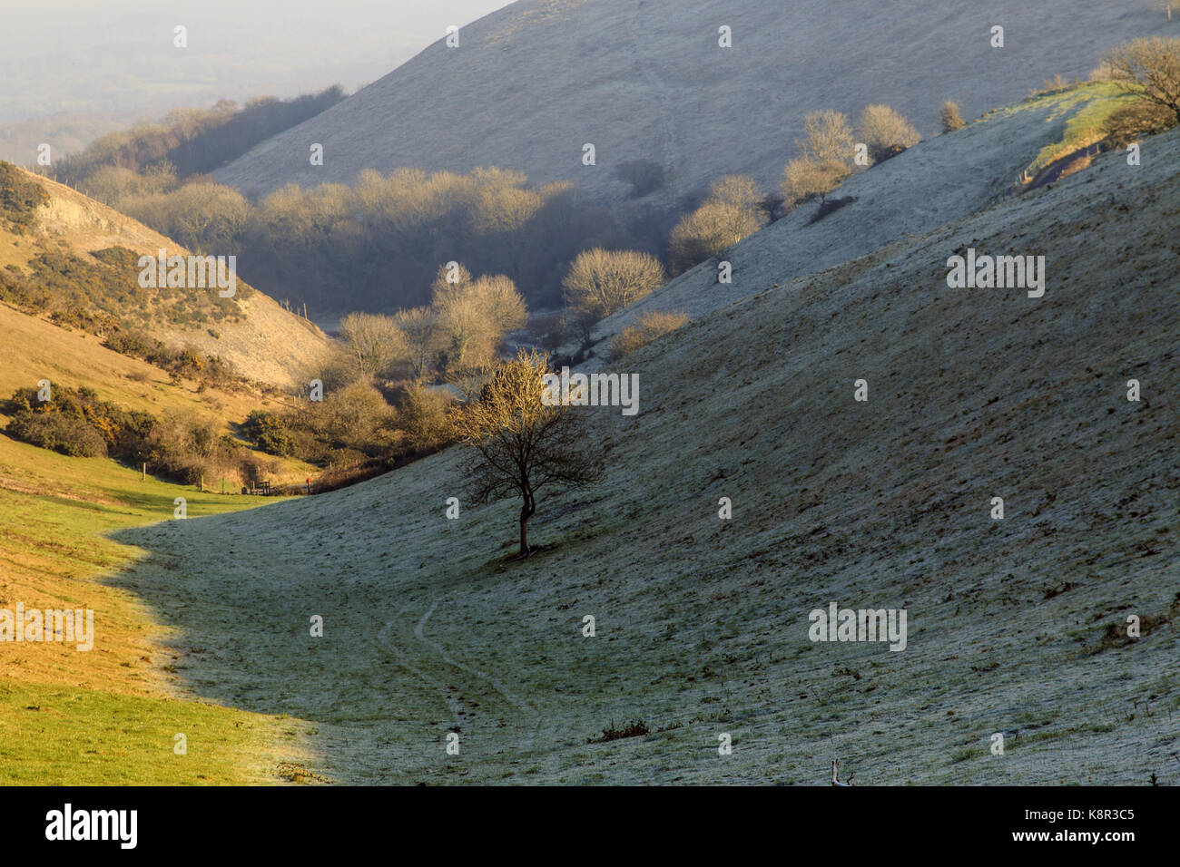 Blick auf trockenen Tal mit Milchglas Pisten Stonehill, Naturschutzgebiet, Isle of Purbeck, Dorset, England, UK, Januar Stockfoto