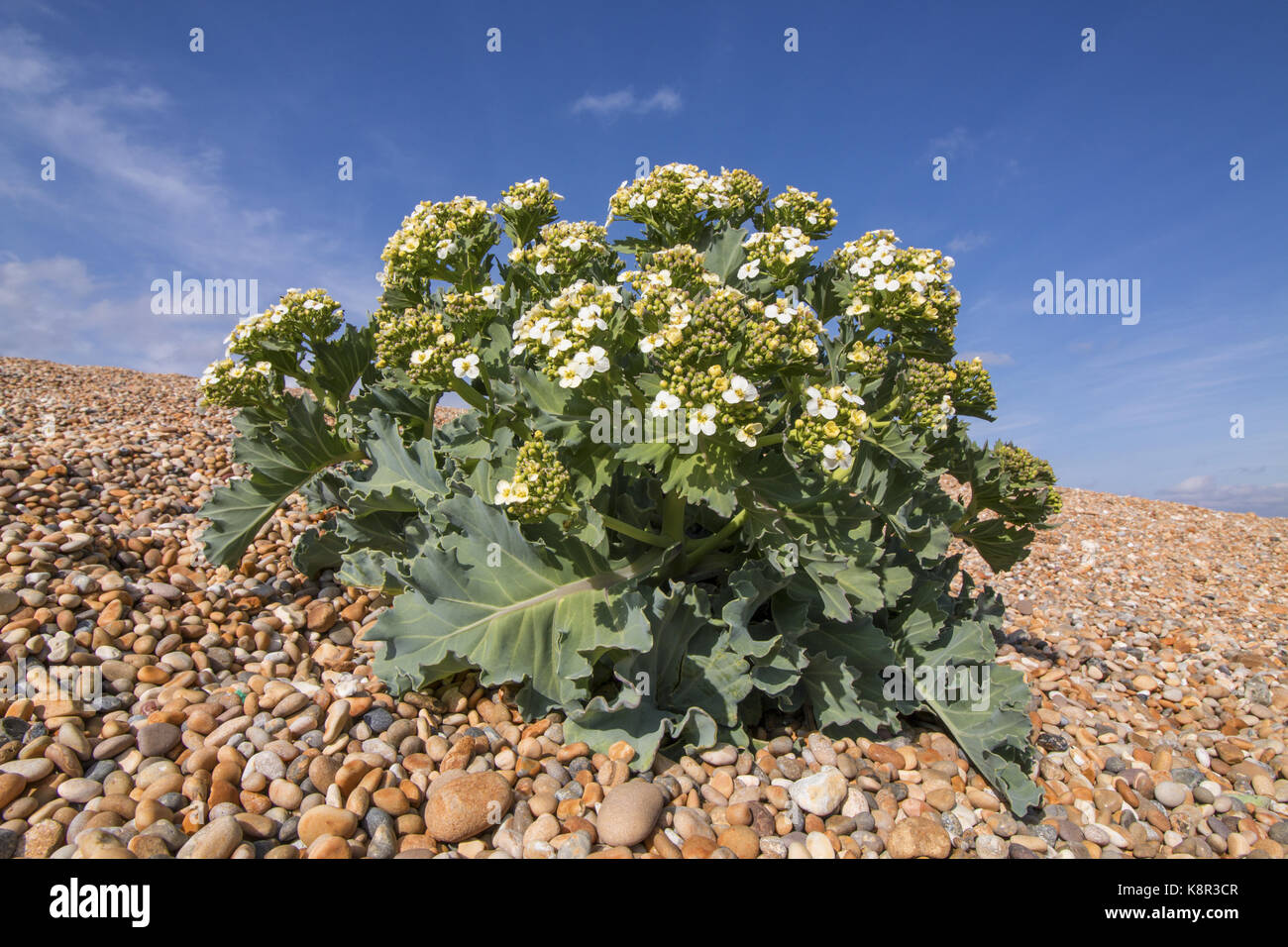 Sea Kale (Crambe maritima) blühen, wachsen auf Kies Bank, Abbotsbury, Chesil Beach, Dorset, England, kann Stockfoto