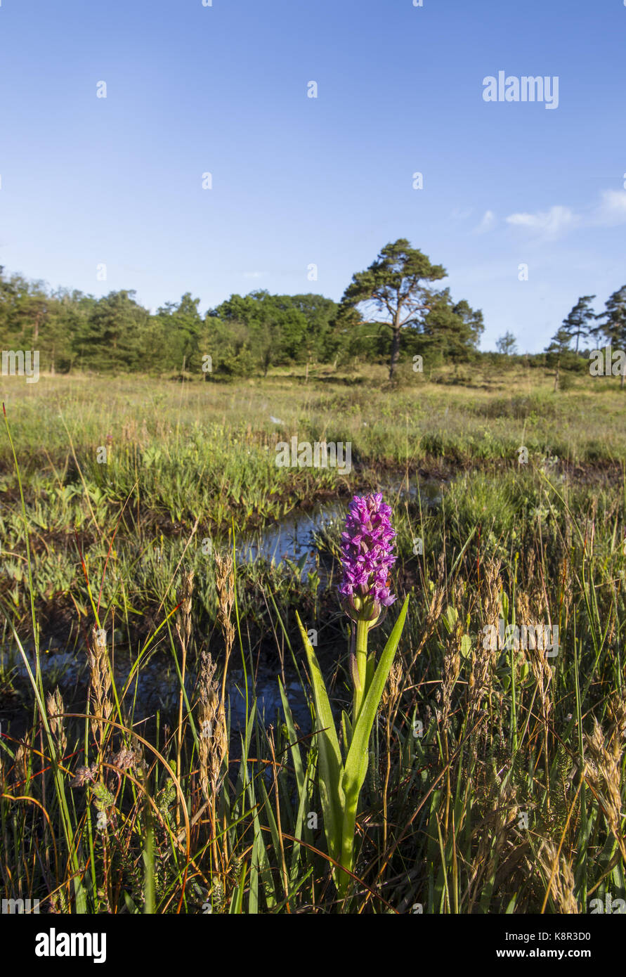 Südliche marsh Orchid (Dactylorhiza Praetermissa), blühende Spike in sauren Feuchtgebiet, Bovington, Dorset, Juni Stockfoto