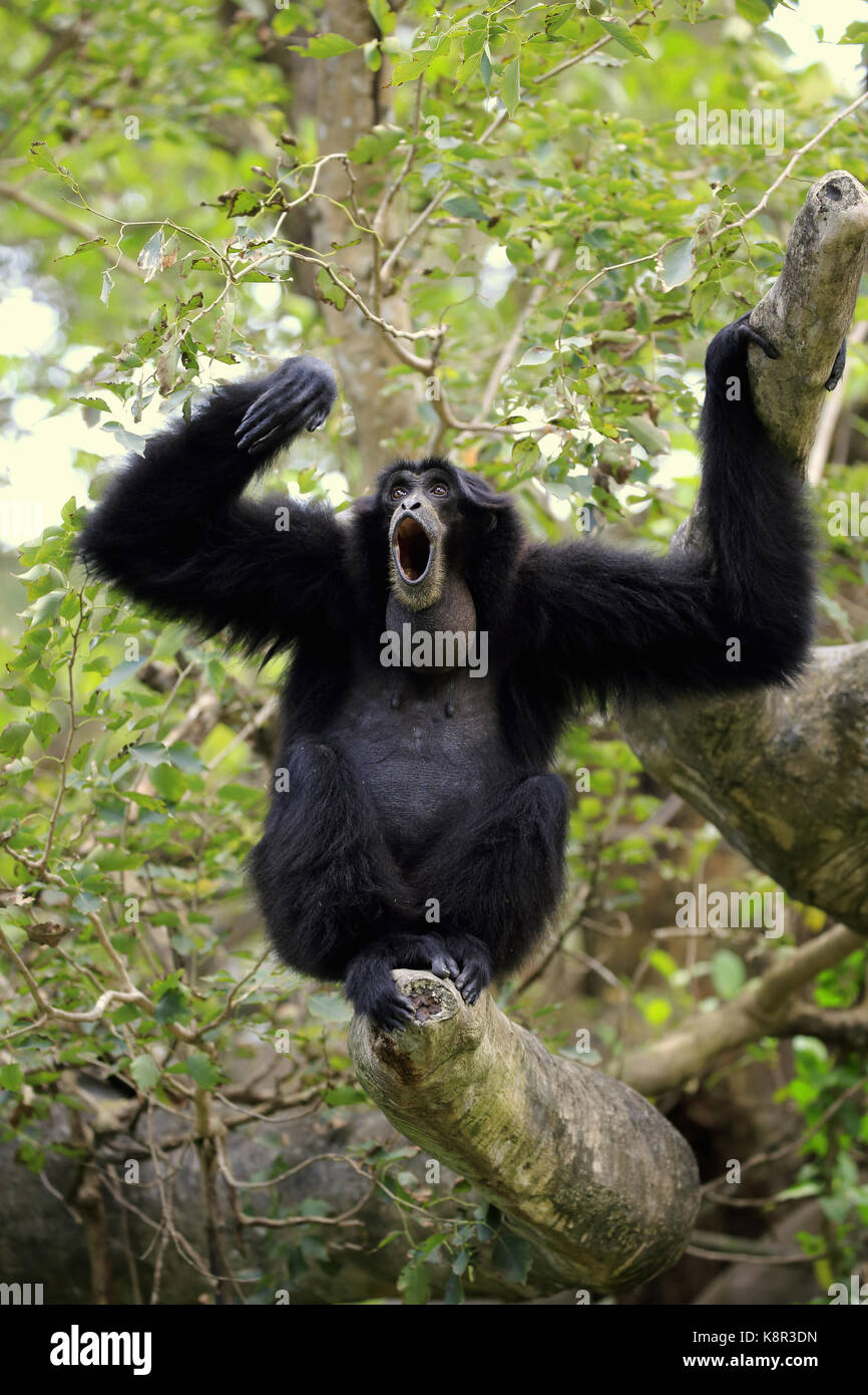Siamang, (Symphalangus syndactylus), nach Aufruf, Captive, Südostasien Stockfoto