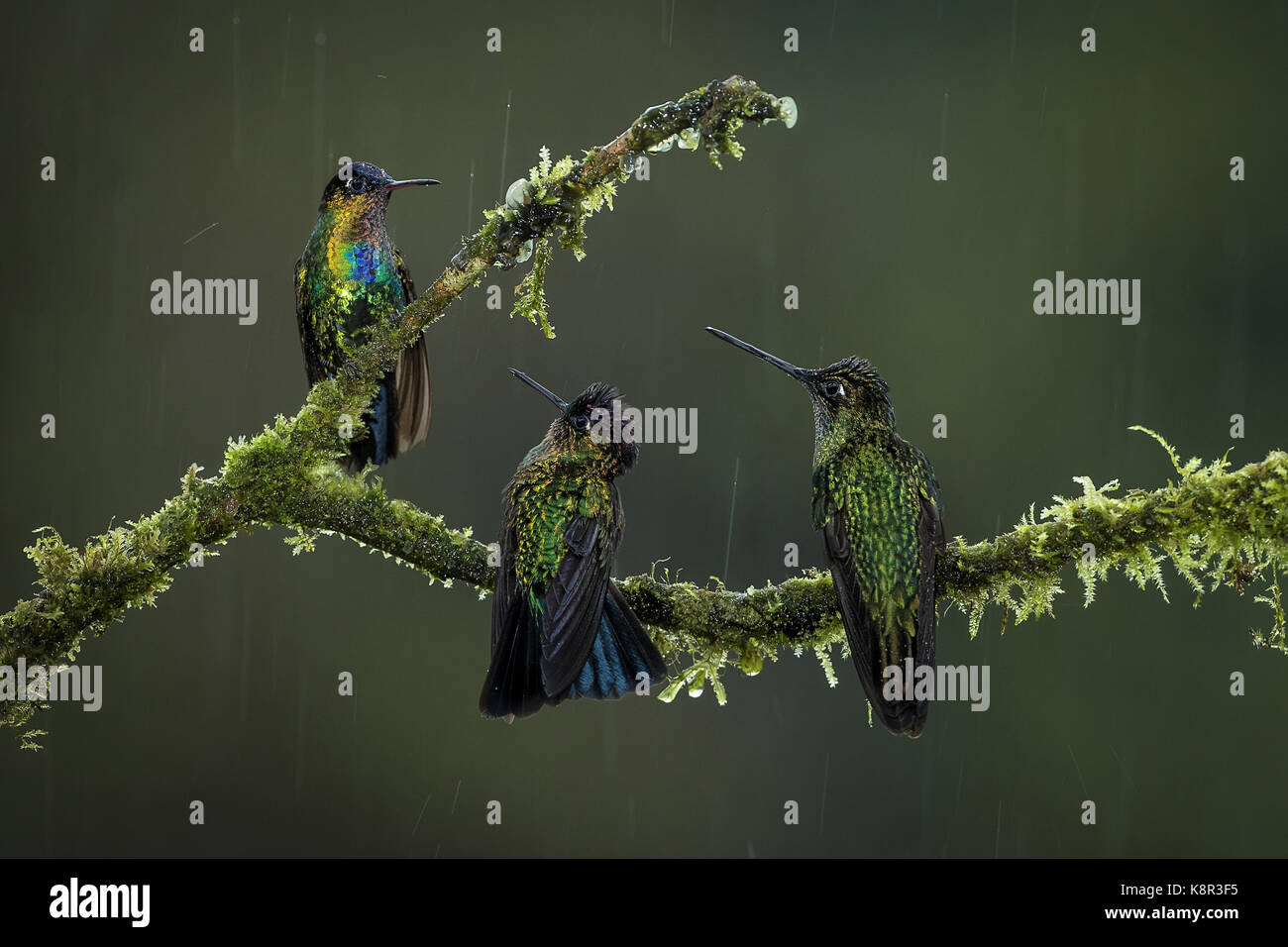 Herrliche Kolibri (Eugenes Fulgens) und Fiery-throated Kolibris (Panterpe Insignis) unter Regen, Talamanca Berge, Costa Rica, Juli Stockfoto