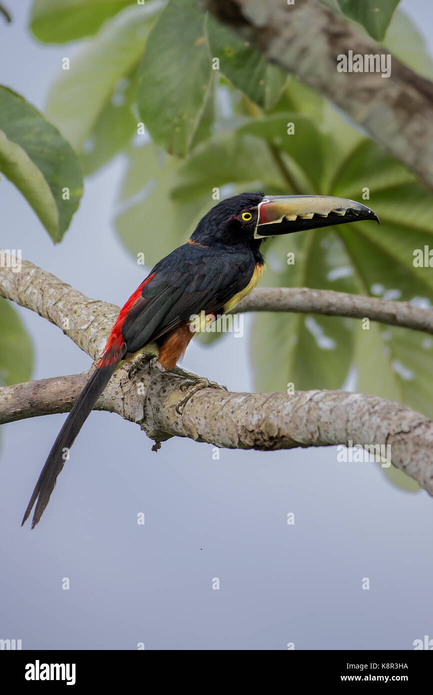 Colllared Aracari (Pteroglossus torquatus), auf cecropia tree branch, Gamboa, Panama, Juli Stockfoto