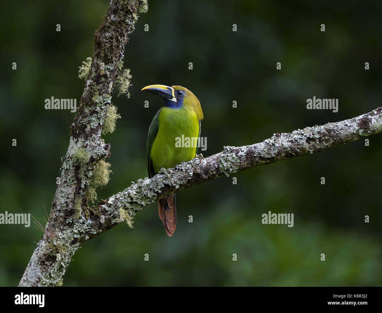 Blue-throated caeruleogularis Toucanet (Aulacorhynchus), auf Lychen - überdachte treefork, Chiriqu', Panama, März Stockfoto