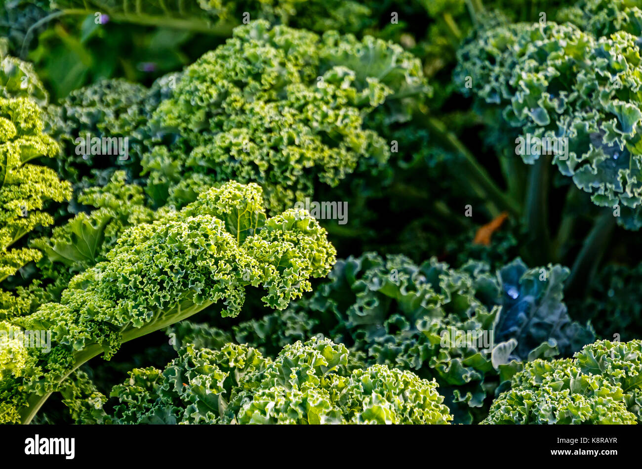 Grünkohl (Brassica oleracea) Stockfoto