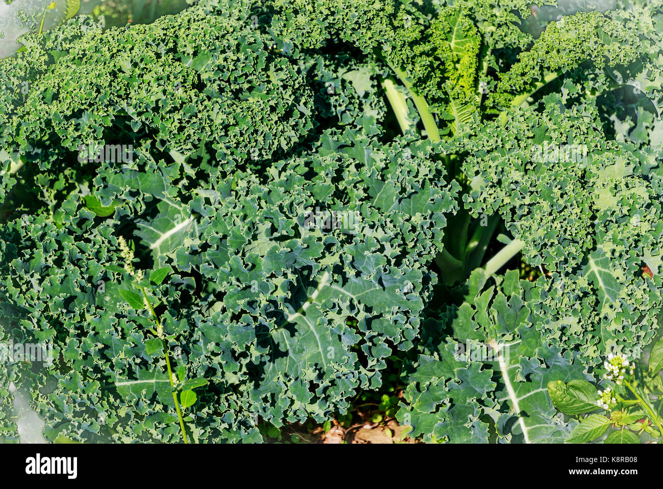 Grünkohl (Brassica oleracea) Stockfoto