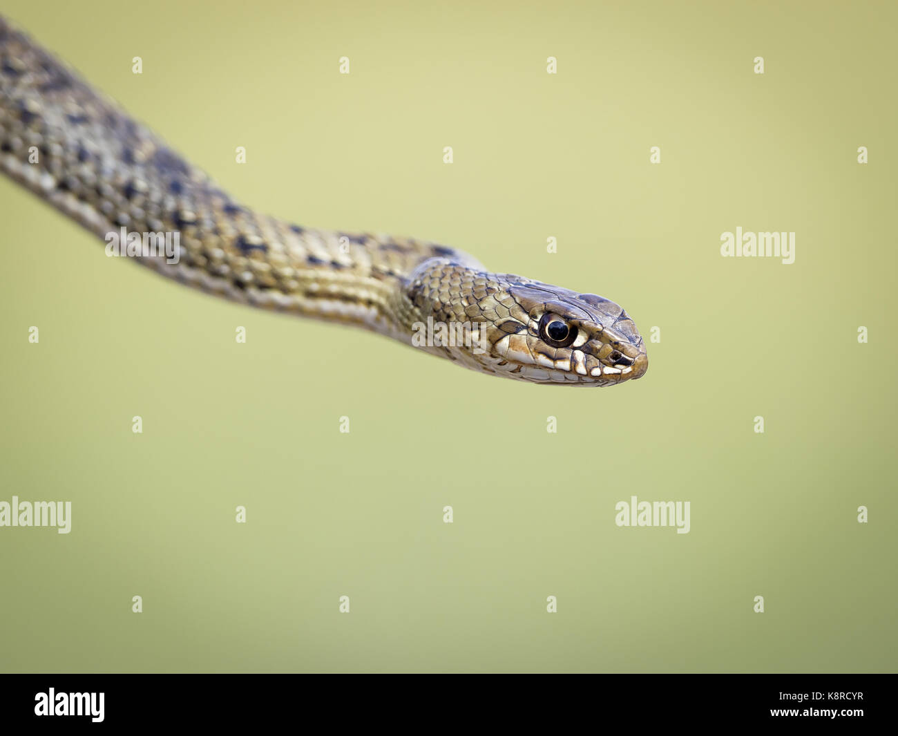 Montpellier Snakes (Malpolon monspessulanus), weiblich, Aragon, Spanien, Mai Stockfoto