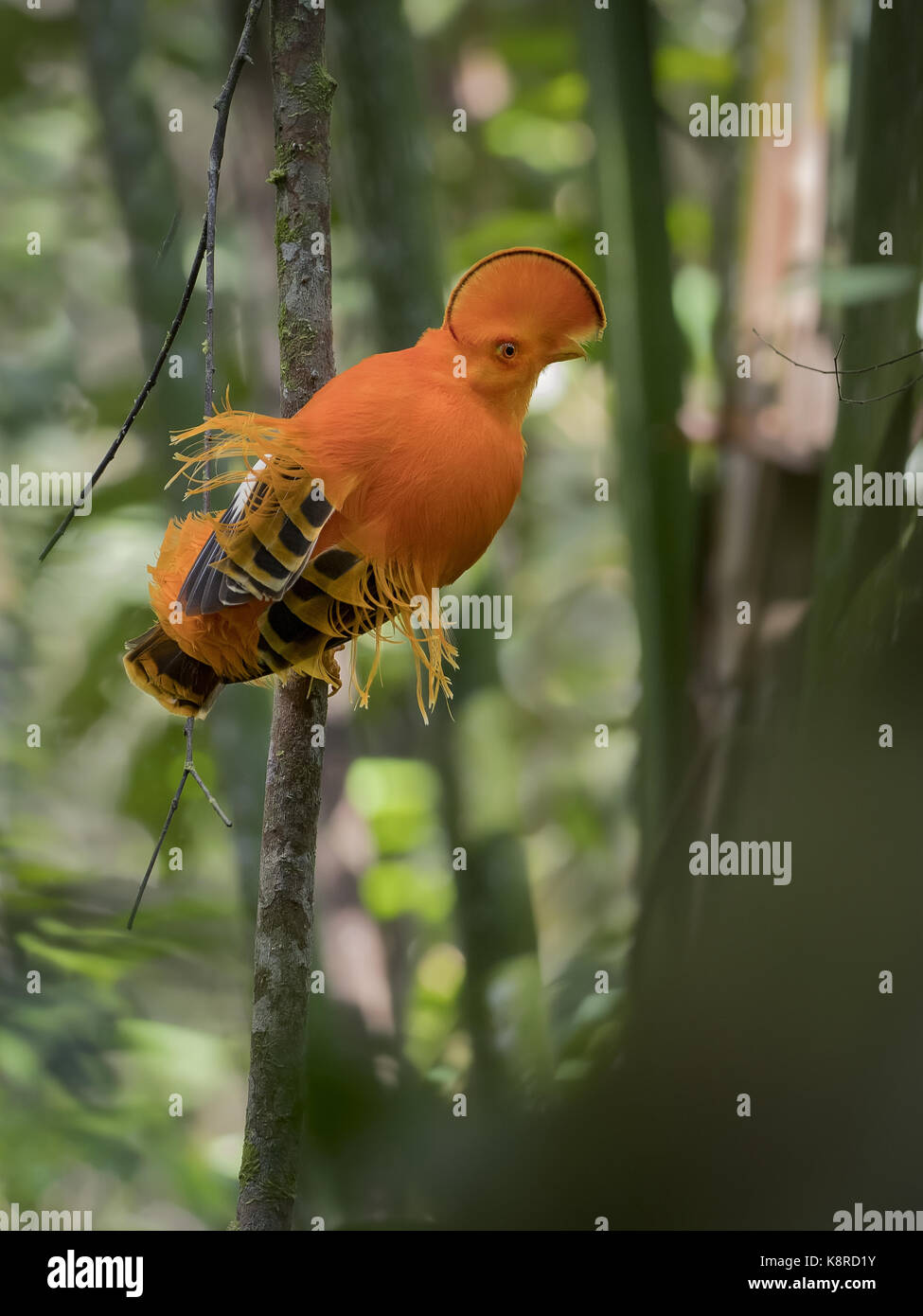 Guianan Cock-of-the-Rock (Rupicola rupicola), Männchen auf dem Lek, Amazonas, Brasilien, Juni Stockfoto