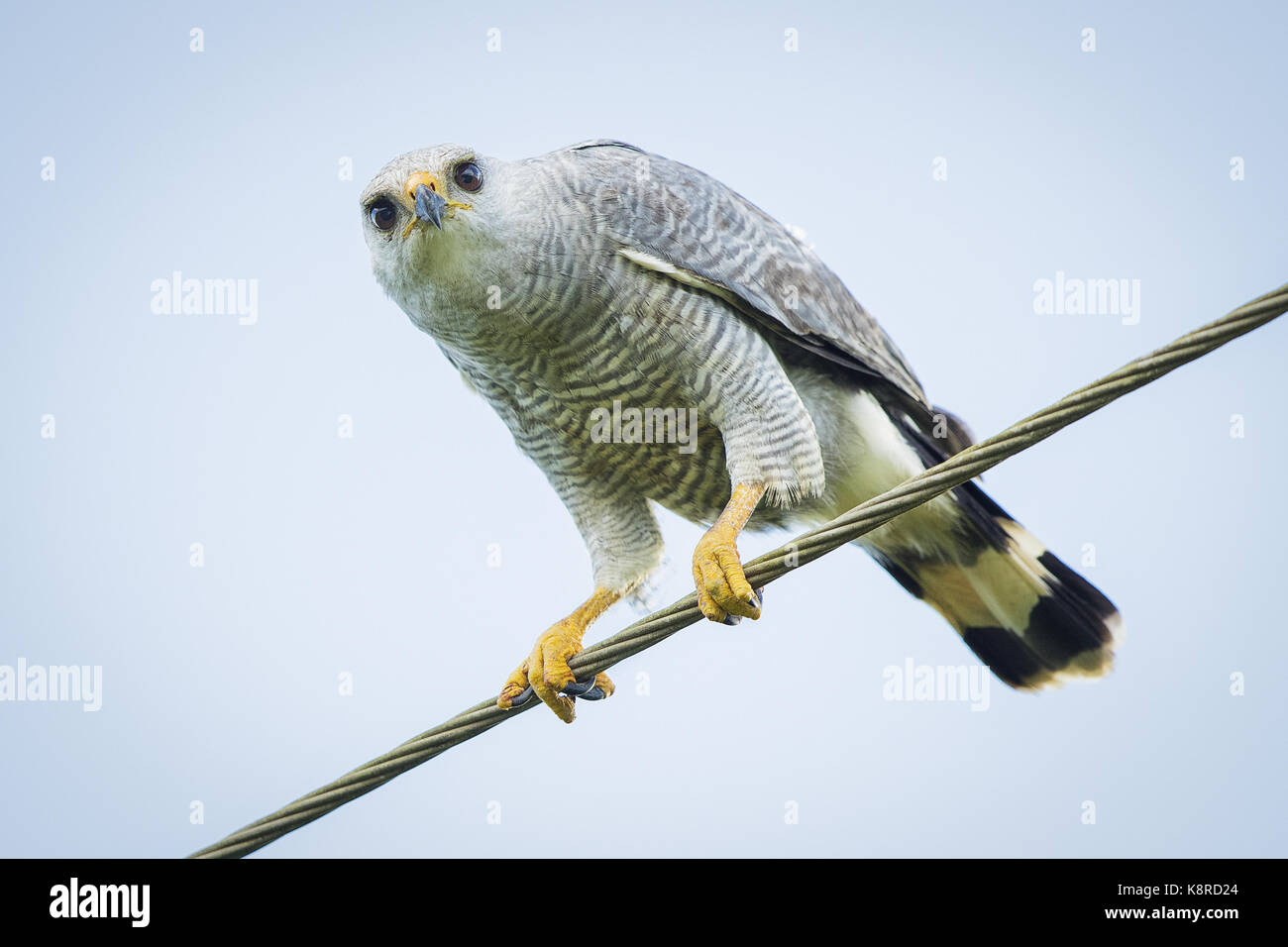 Grau - gezeichnete Hawk (Buteo nitidus), am Straßenrand Draht, Darien, Panama gehockt, Dezember Stockfoto