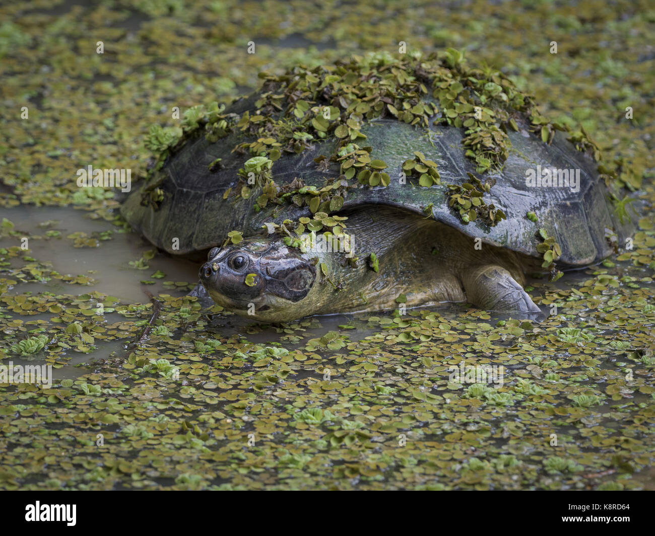 Arrau River Turtle (Podocnemis expansa) unter Wasser Linsen, Amazonas, Brasilien, Juni Stockfoto