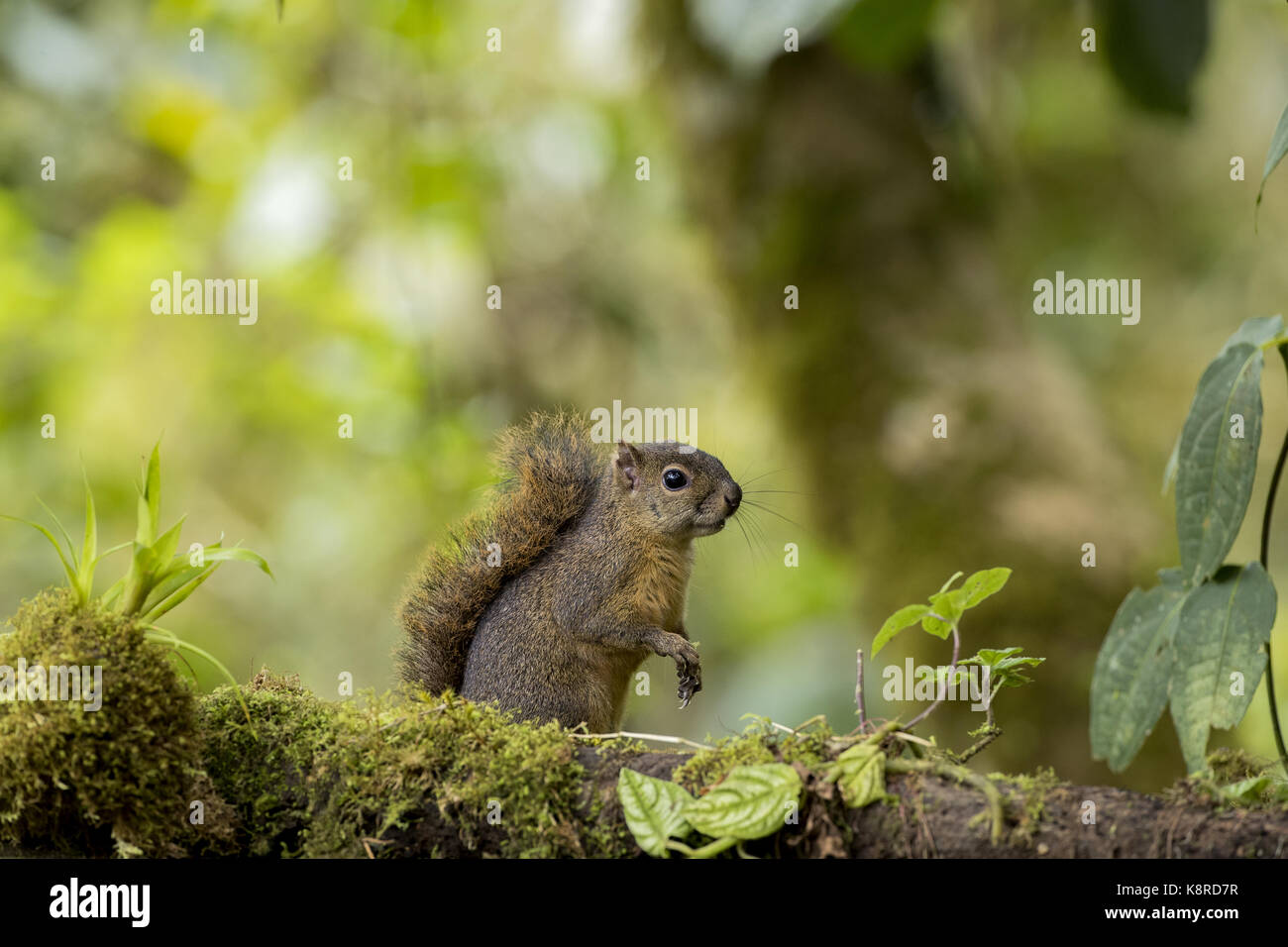 Red-tailed Eichhörnchen (Sciurus granatensis), Chiriqu', Panama, Februar Stockfoto