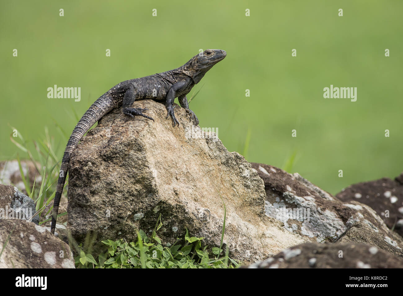 Schwarz Stacheligen-tailed Iguana (Ctenosaura Imilis), Weibliche, Panama, Juli Stockfoto