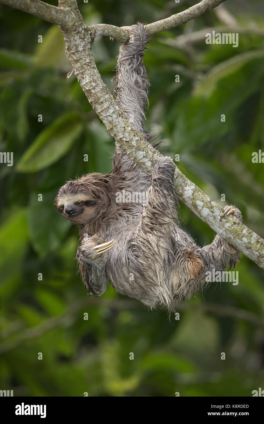 Braun - Drei throated-toed Sloth (Bradypus variegatus), Panama, Stockfoto