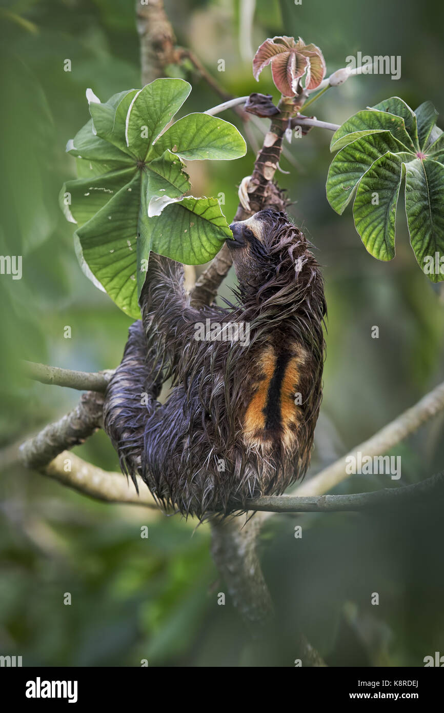 Braun - Drei throated-toed Sloth (Bradypus variegatus), männlich Fütterung auf cecropia Baum Blätter, Panama, Oktober Stockfoto