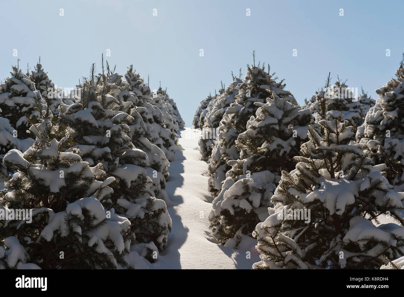 Schnee bedeckt WEIHNACHTSBÄUME, LANCASTER PENNSYLVANIA Stockfoto