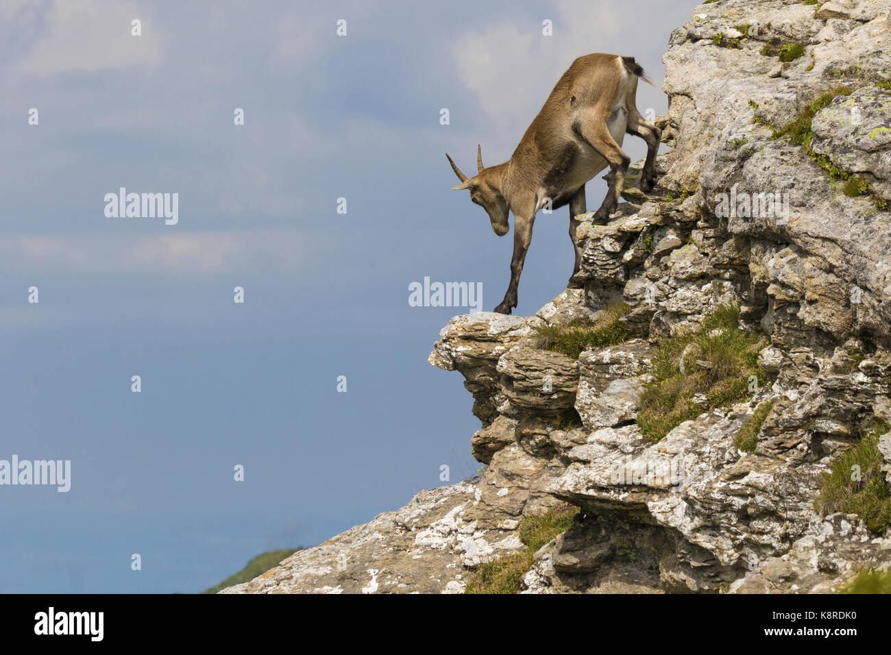 Alpensteinbock (Capra ibex), weibliche Klettern am Fels, Niederhorn, Berner Oberland, Schweiz, August Stockfoto