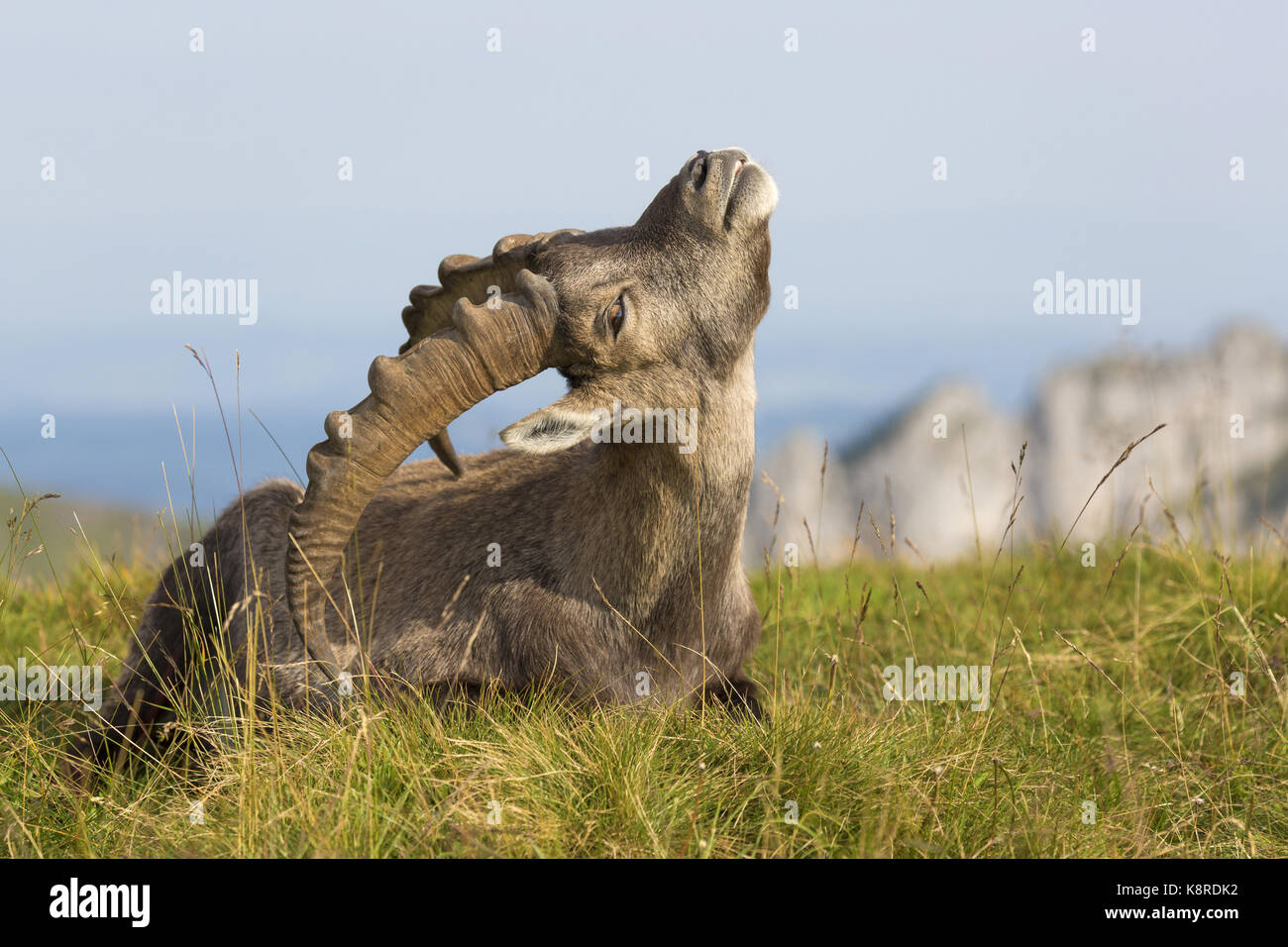Alpensteinbock (Capra ibex), erwachsenen männlichen zurück Kratzen mit Horn, Niederhorn, Berner Oberland, Schweiz, August Stockfoto