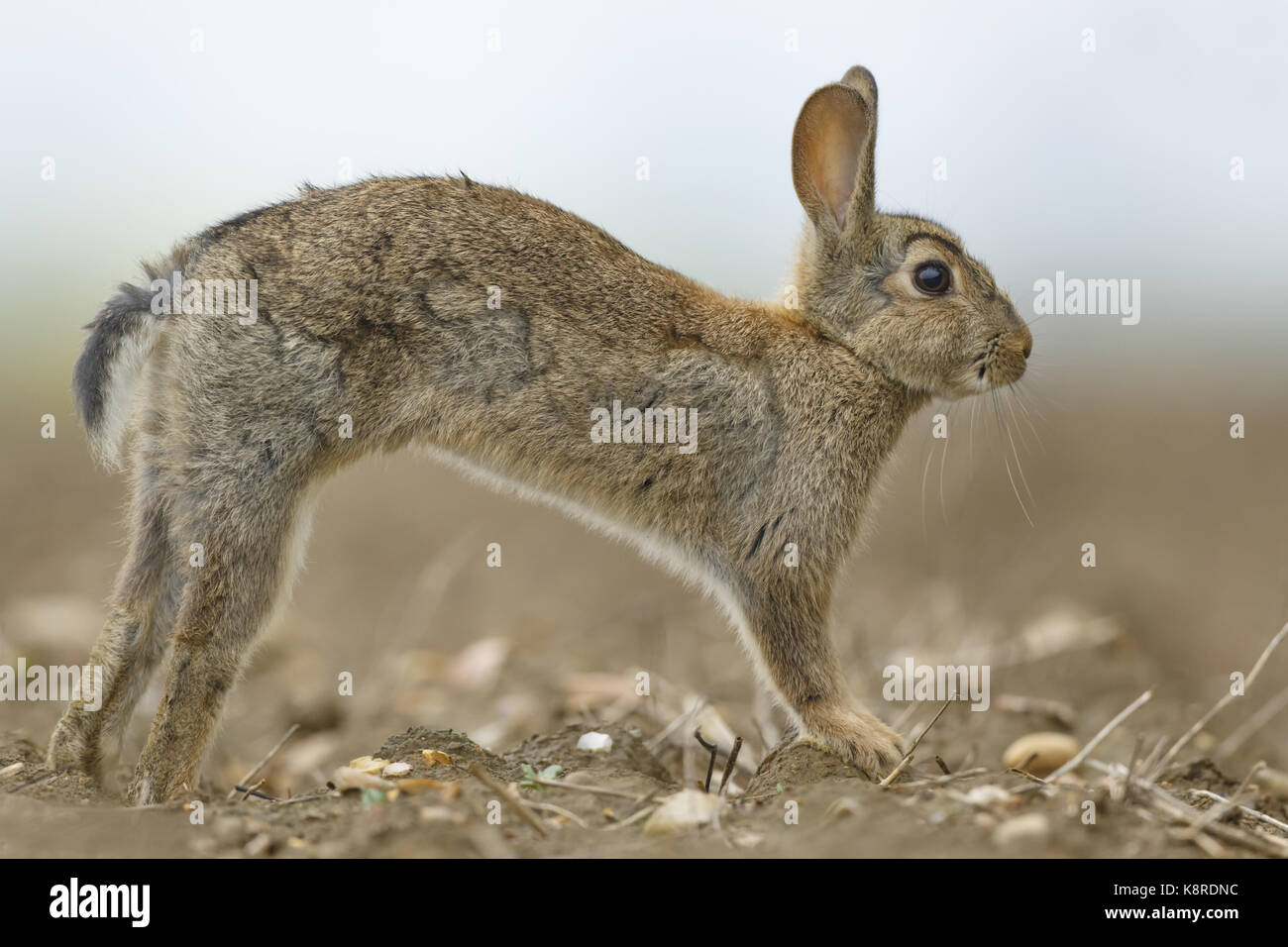 Europäische Kaninchen (Oryctolagus cuniculus) Junge, Alert, Stretching auf unebenem Untergrund, South Norfolk, England, Mai. Stockfoto