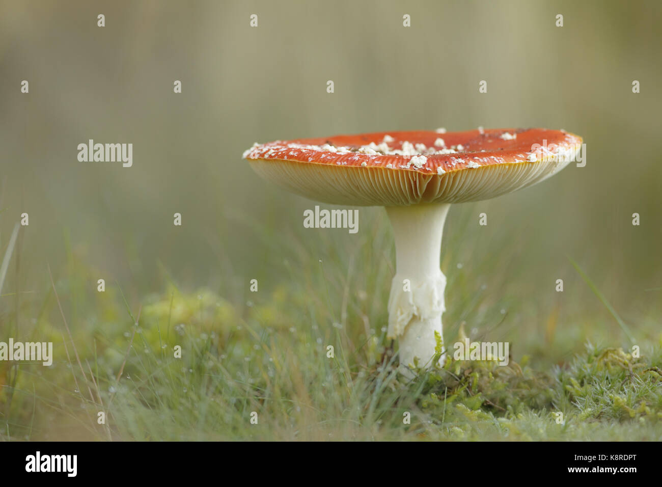 Fly Agaric (Amanita muscaria) Fruchtkörper, wachsen im kurzen Gras, South Norfolk, Großbritannien. Oktober. Stockfoto