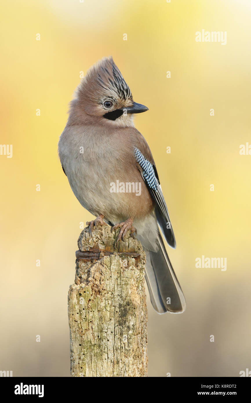 Eurasischen Eichelhäher (Garrulus glandarius) Erwachsene mit Wappen, auf post thront, South Norfolk, Großbritannien. November. Stockfoto