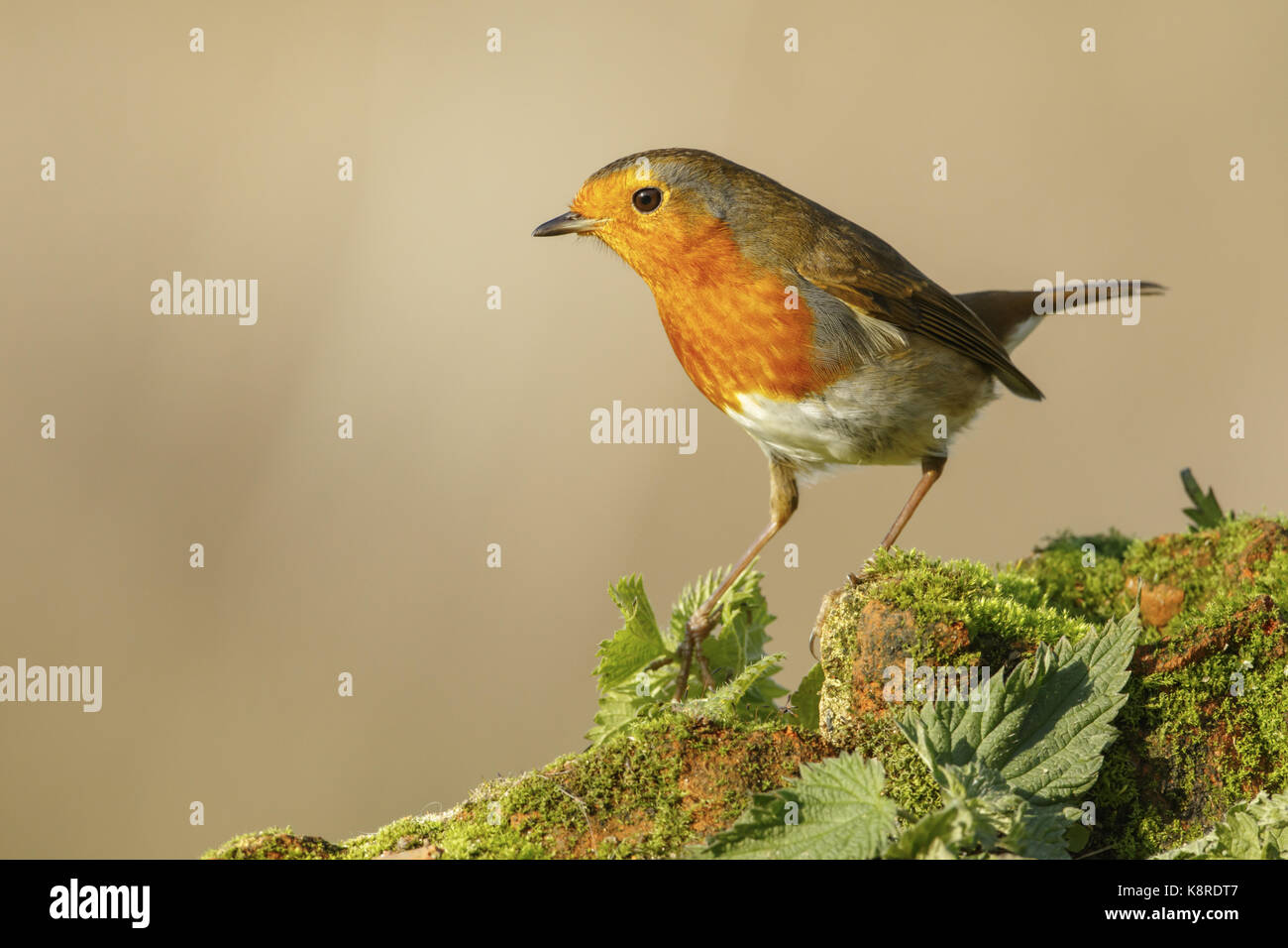 Europäische Robin (Erithacus Rubecula) Erwachsenen, verwitterte Ziegel, South Norfolk, Großbritannien. November. Stockfoto