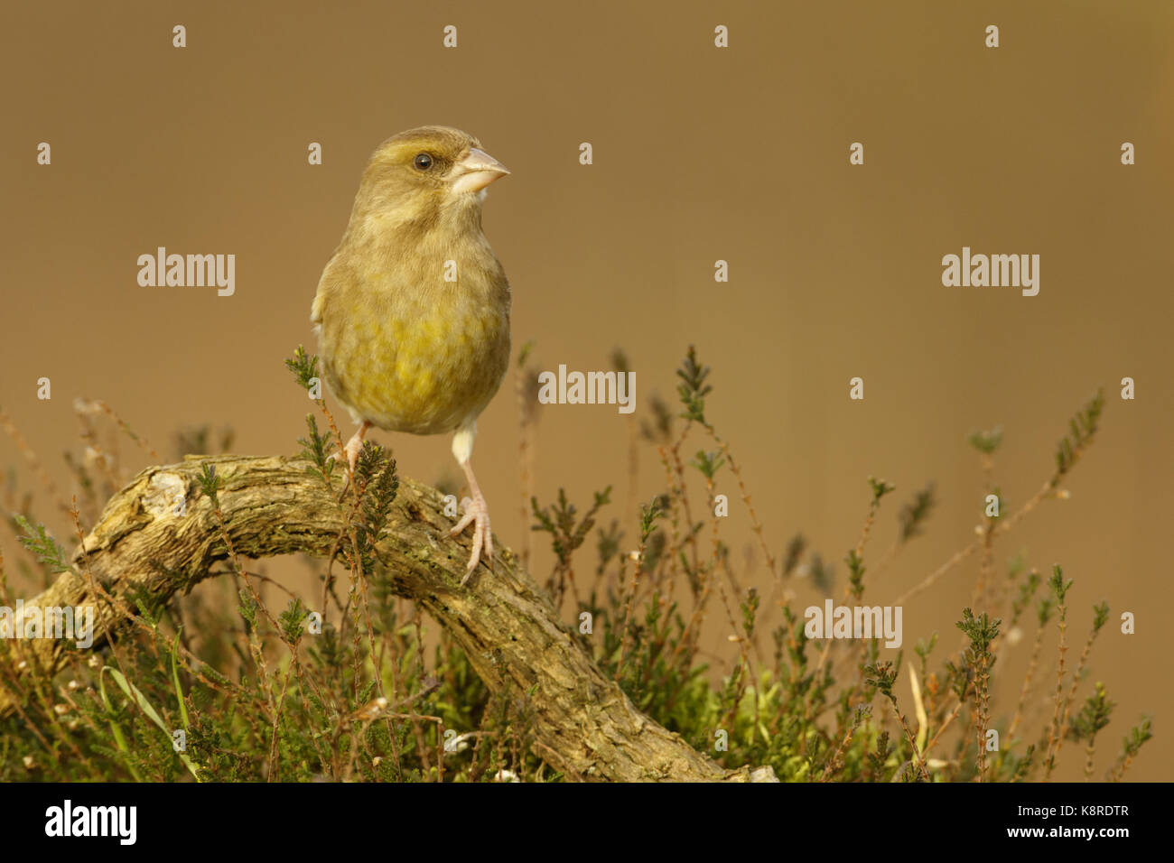 Grünfink (Carduelis chloris) Erwachsenen thront auf gefallene Filiale in Heide, South Norfolk, Großbritannien. Dezember. Stockfoto