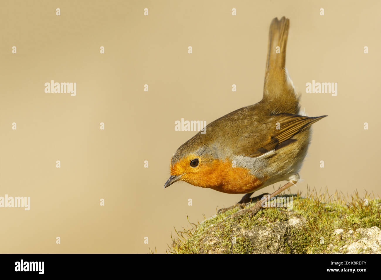 Europäische Robin (Erithacus Rubecula) Erwachsenen, verwitterter Fels, South Norfolk, Großbritannien. Dezember. Stockfoto