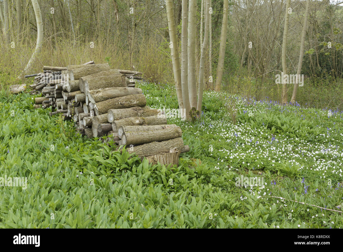 Anmelden Stapel unter Gemeinsamen Bluebell (Hyacinthoides non-scripta) und Buschwindröschen (Anemone officinalis), wächst im Hazel Niederwald Waldland, West Yorkshire, E Stockfoto