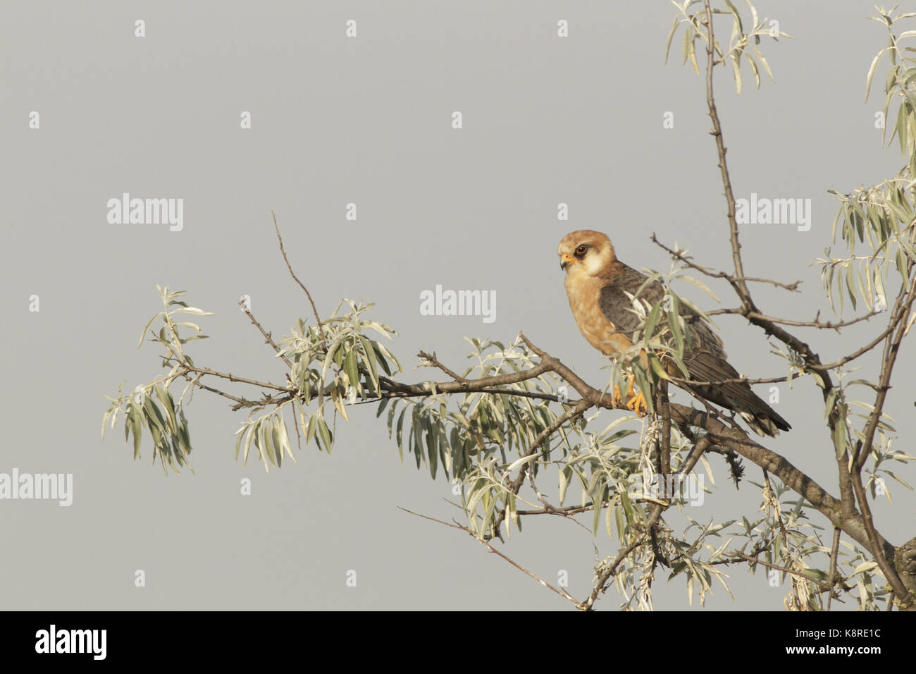 Red-footed Falcon (Falco vespertinus) Erwachsenen weiblich, im Baum, Vojvodina, Serbien thront, kann Stockfoto