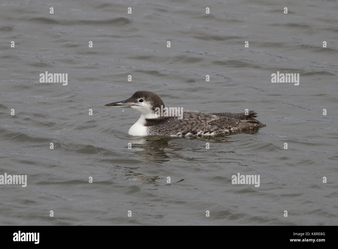 Great Northern Diver, Gavia Immer, Erwachsene in nicht-Zucht Gefieder, Schwimmen, Utah, Vereinigte Staaten von Amerika, Oktober Stockfoto