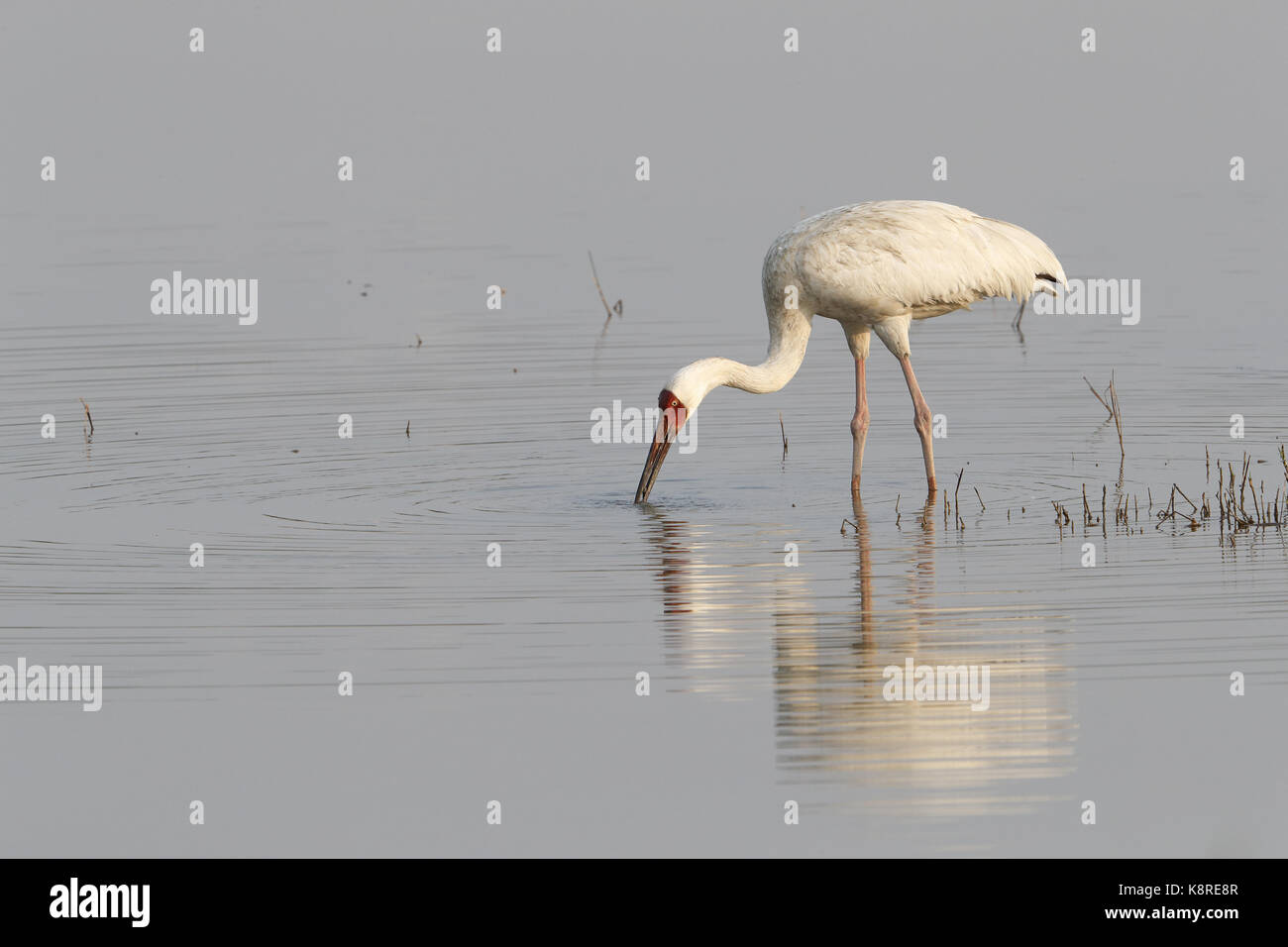 Sibirischen Kranich, Grus leucogeranus, Erwachsene in der Zucht Gefieder Fütterung im flachen Wasser, Mai Po Sümpfe Naturschutzgebiet, New Territories, Hong Kong, Janu Stockfoto