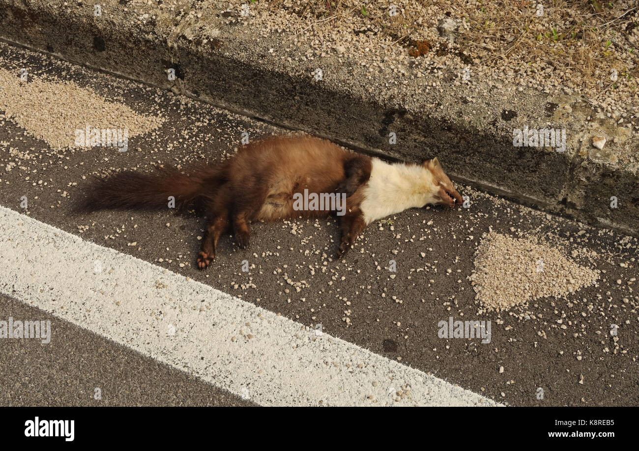 Steinmarder (Martes foina) auf Straße Popovo polje Karstgebiet getötet, Herzegowina, Bosnien und Herzegowina April Stockfoto