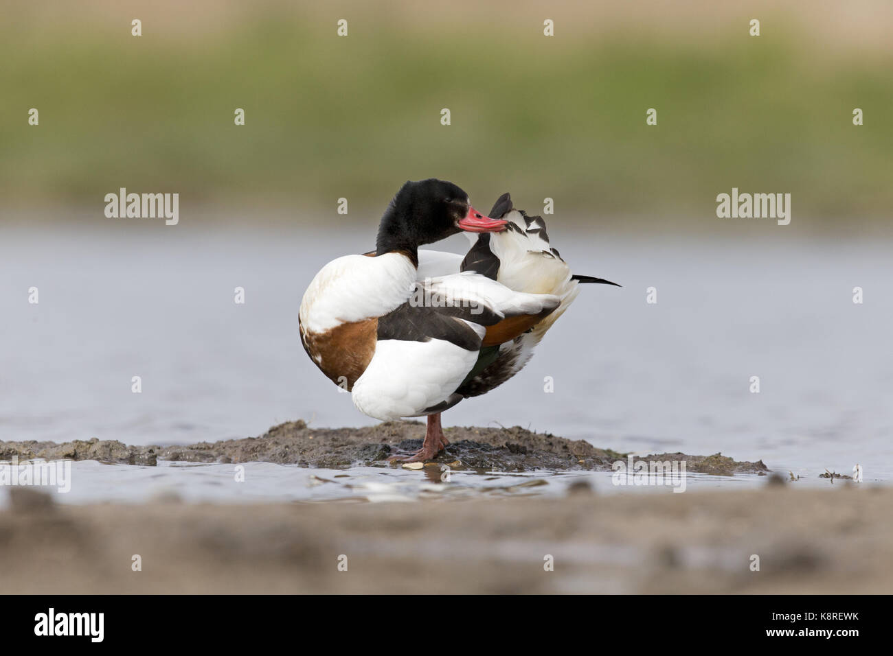 Brandente (Tadorna tadorna) erwachsene Frau, stehend auf Schlamm, Putzen, Suffolk, England, März Stockfoto