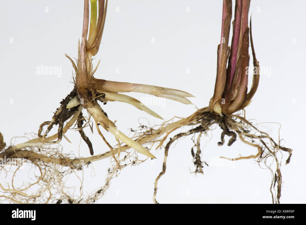 Gemeinsamen Sofa, Elymus Repens, Triebe und Wurzeln von unterirdische Rhizome dieser invasiven mehrjährige kriechende Rasen Unkraut Stockfoto